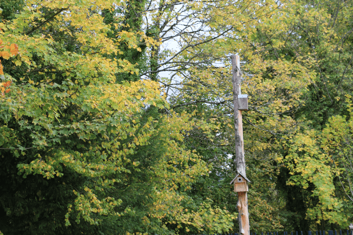 Cages à oiseaux au parc urbain
